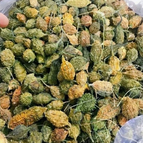 mướp đắng rừng