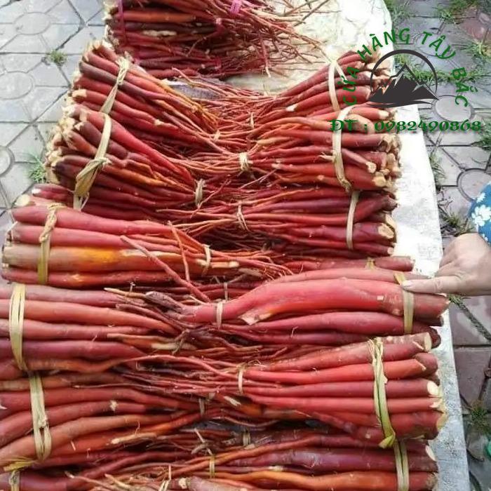 sâm cau đỏ tây bắc