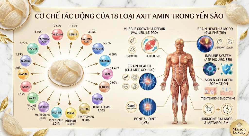 18 Loại Axit Amin Trong Yến Sào: "Chìa Khóa Vàng" Cho Sức Khỏe Toàn Diện