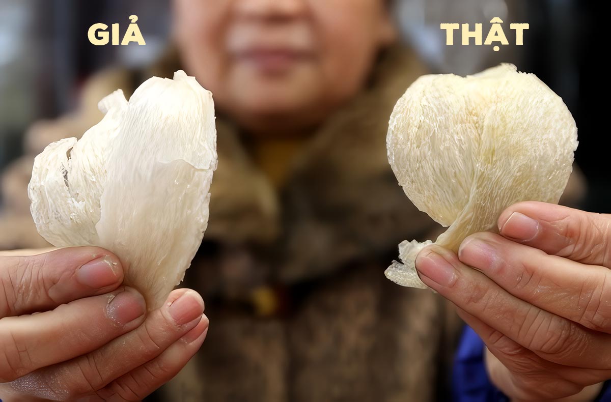 Tổ Yến thật và giả: Cách phân biệt để không bị lừa