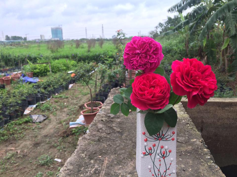 phân hữu cơ cho hoa hồng