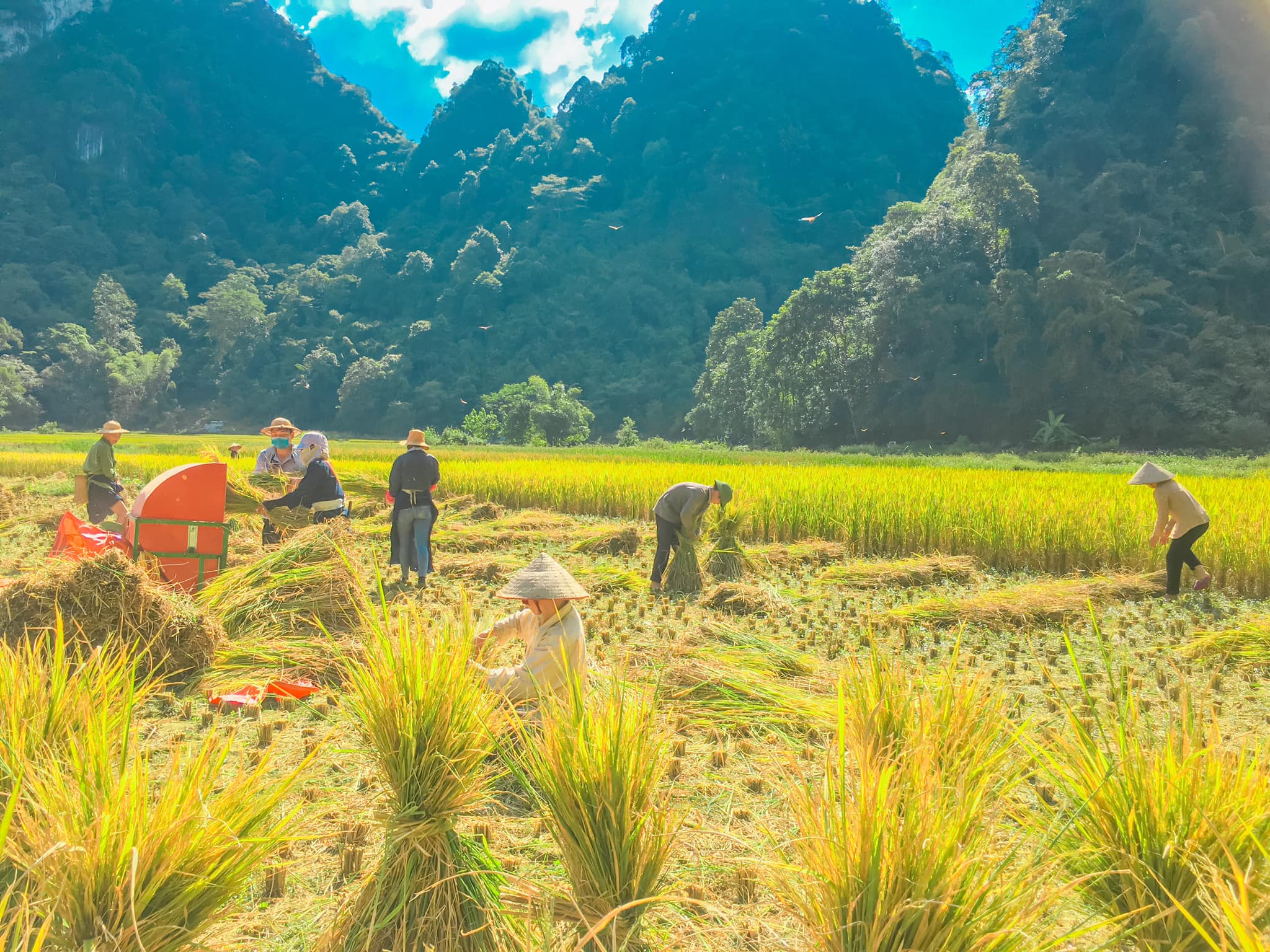 Gặt lúa ở Phúc Sen Cao Bằng