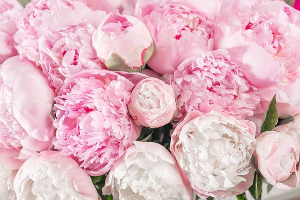 ve-dep-va-y-nghia-cua-loai-hoa-peony
