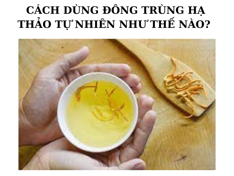 Pha trà với đông trùng hạ thảo tự nhiên