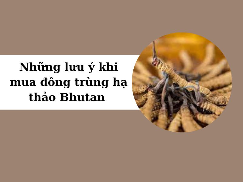 Lưu ý khi mua đông trùng hạ thảo Bhutan