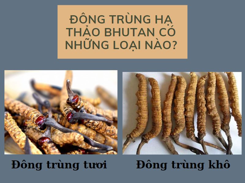 Các loại đông trùng hạ thảo Bhutan