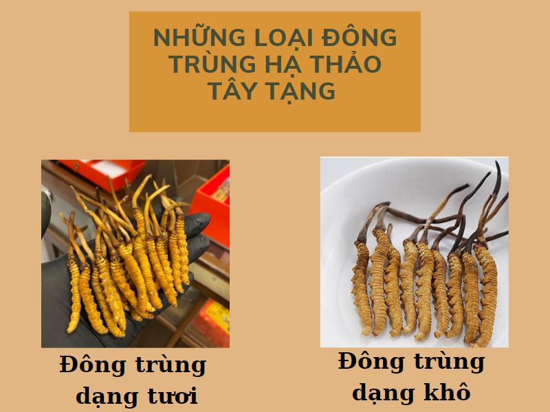 2 loại đông trùng hạ thảo Tây Tạng tươi và khô