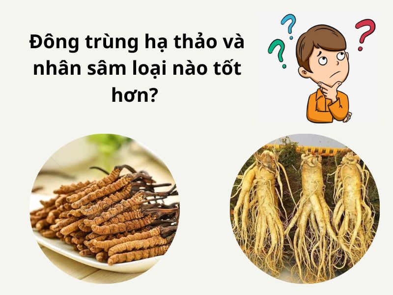 đông trùng hạ thảo và nhân sâm loại nào tốt hơn