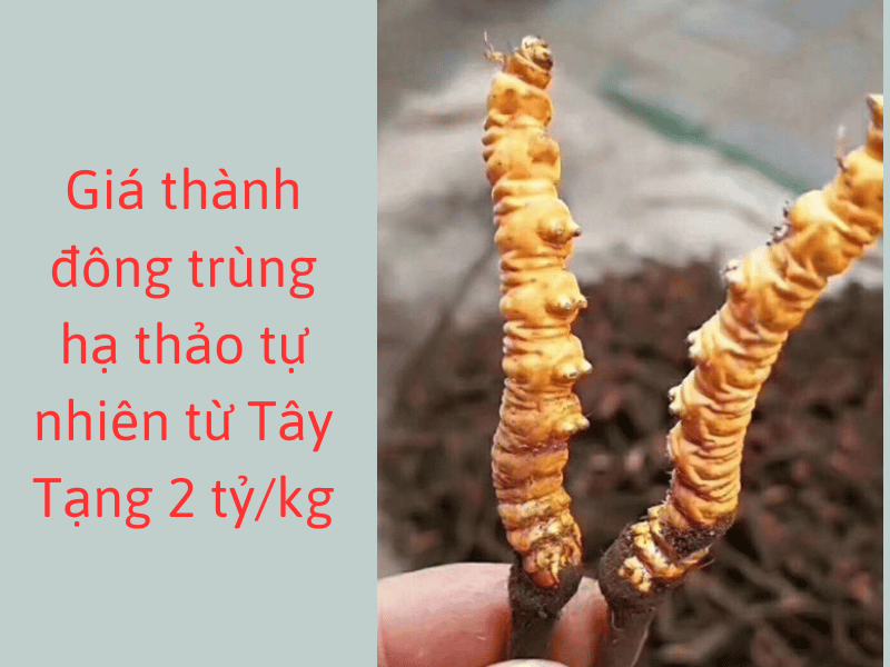 giá đông trùng hạ thảo Tây Tạng