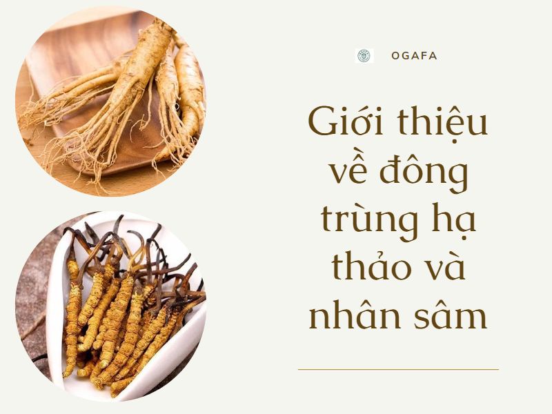 đông trùng hạ thảo và nhân sâm