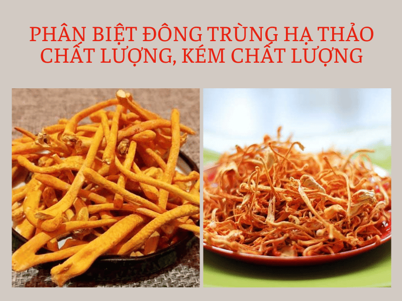 Phân biệt chất lượng đông trùng hạ thảo