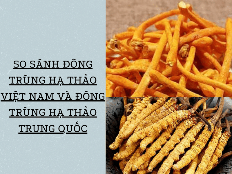 So sánh đông trùng hạ thảo Việt Nam và Trung Quốc