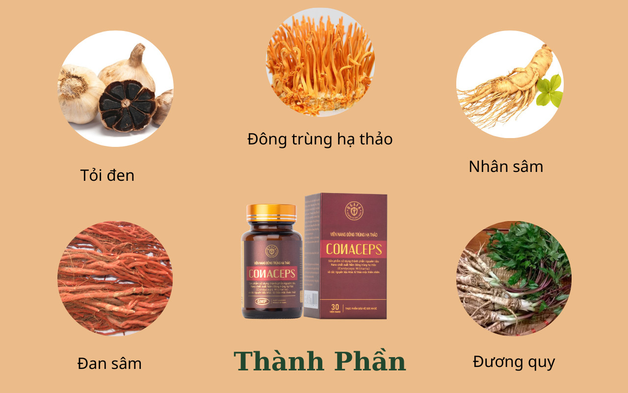 Thành phần viên đông trùng hạ thảo Conaceps