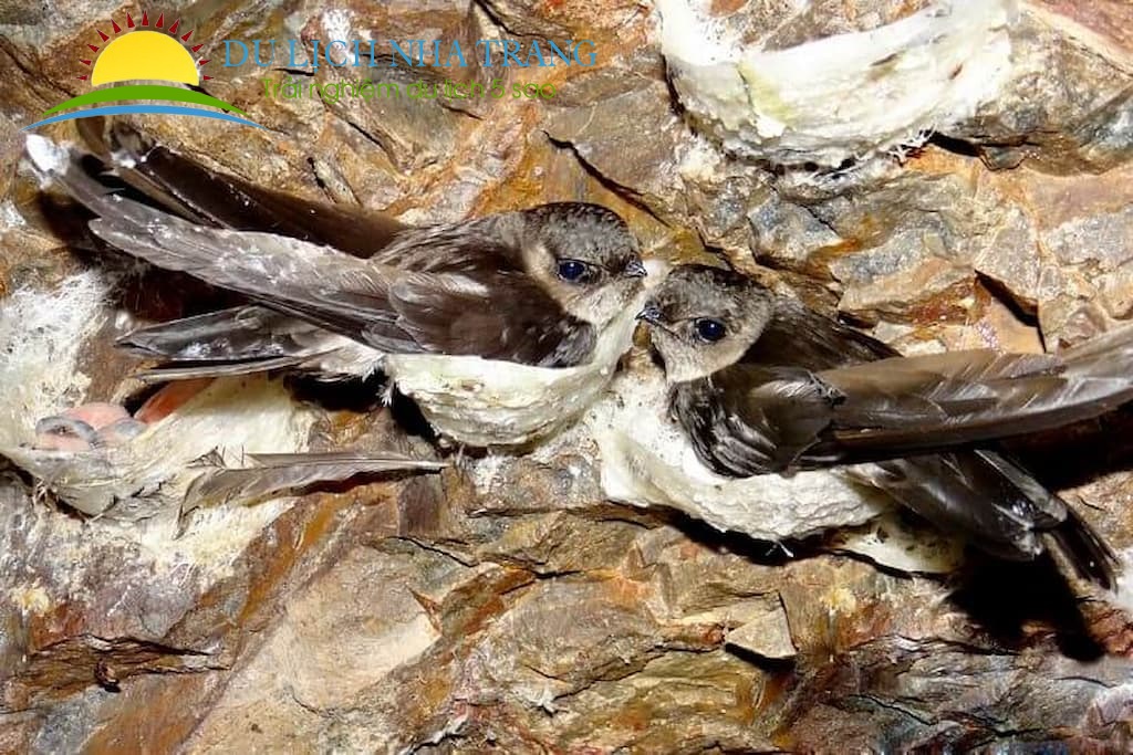 Tour đảo Yến Hòn Nội Nha Trang