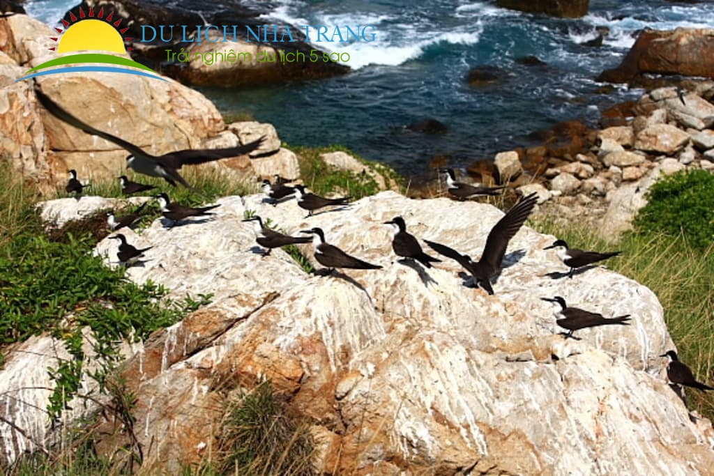 KINH NGHIỆM KHI ĐI DU LỊCH ĐẢO YẾN HÒN NỘI NHA TRANG