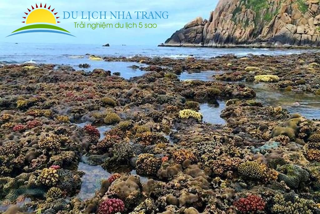 Thuê cano du lịch đảo Bình Ba Nha Trang