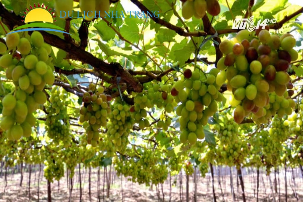 KINH NGHIỆM THAM QUAN VƯỜN NHO NINH THUẬN