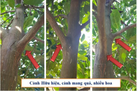 cắt tỉa cành mít