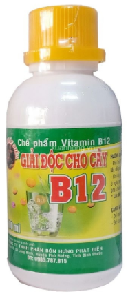 cây giống cần thơ