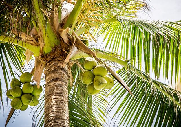 cây giống cần thơ