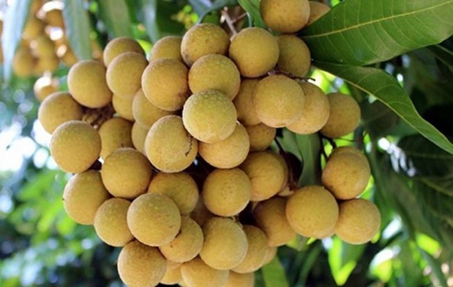 cây giống cần thơ