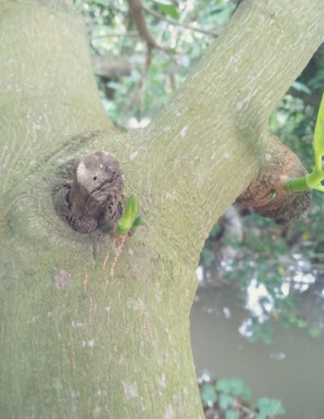 tạo mầm mít thái siêu sớm