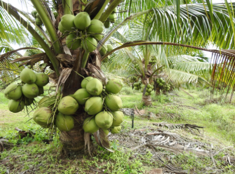 cây giống cần thơ