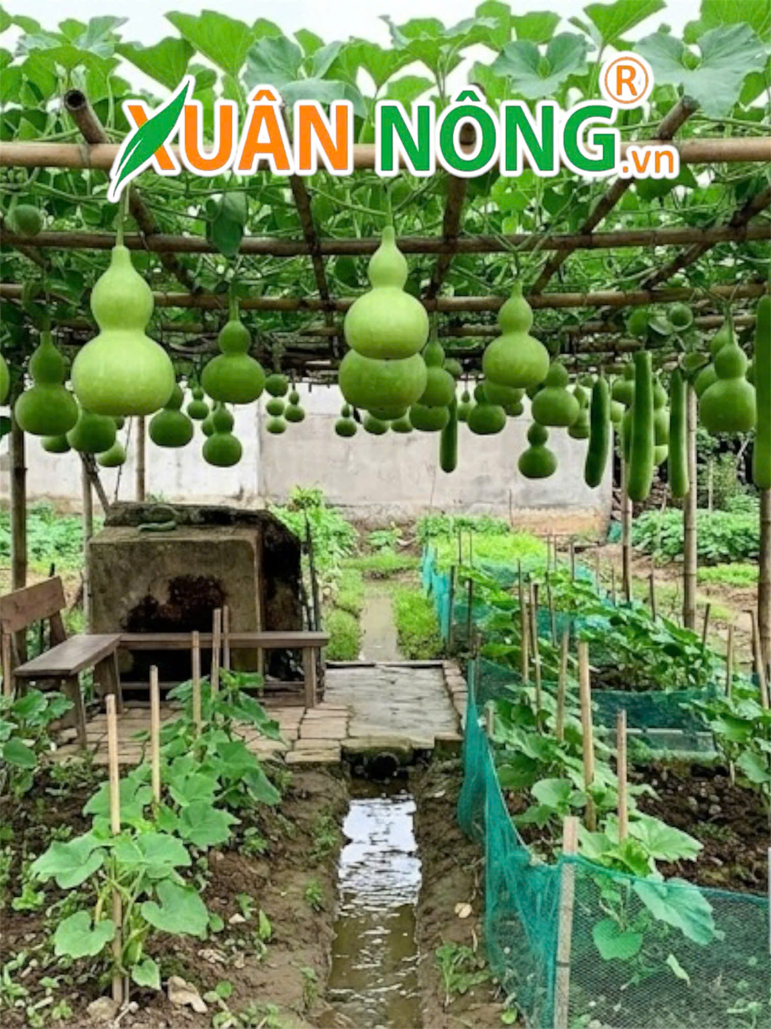 Bầu Hồ Lô
