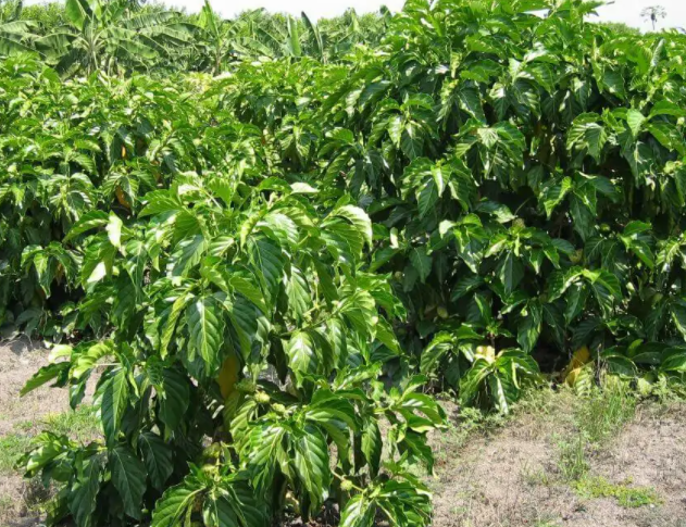 kỹ thuật trồng nhàu