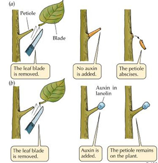 ngăn cản sự hình thành tầng rời