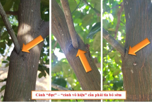 cắt tỉa cành mít