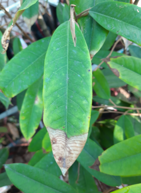 thán thư sầu riêng