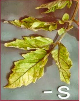 thiếu lưu huỳnh