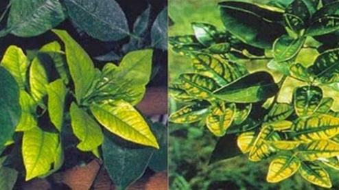 cây bị ngộ độc phân bón