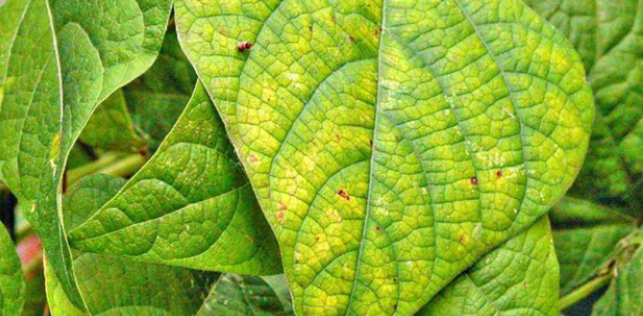 cây bị ngộ độc