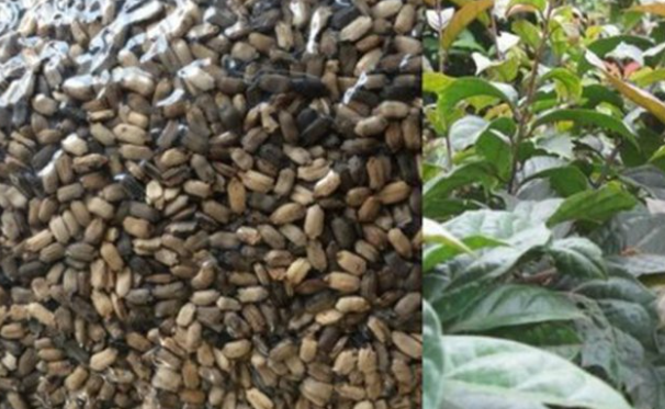 nhân giống cây dược liệu