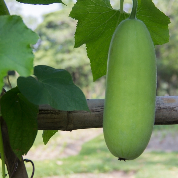 Bí đao có hình dáng thon dài