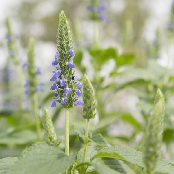 Cây chia có nguồn gốc ở khu vực Nam Mexico