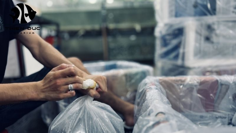 air freight for live fish