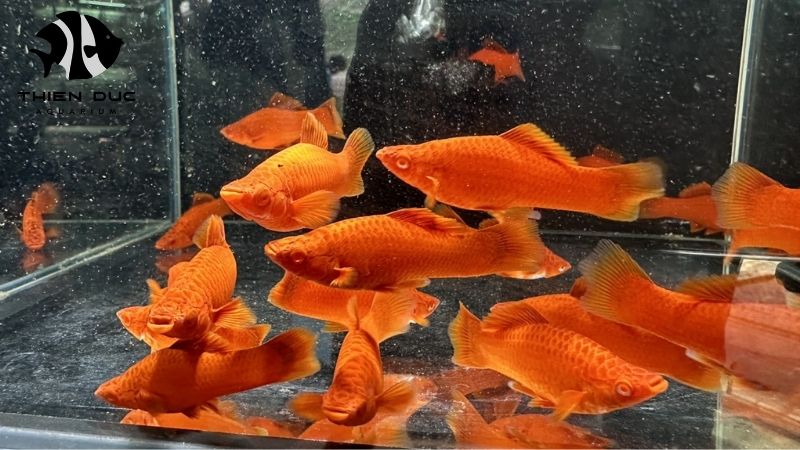 air freight for live fish