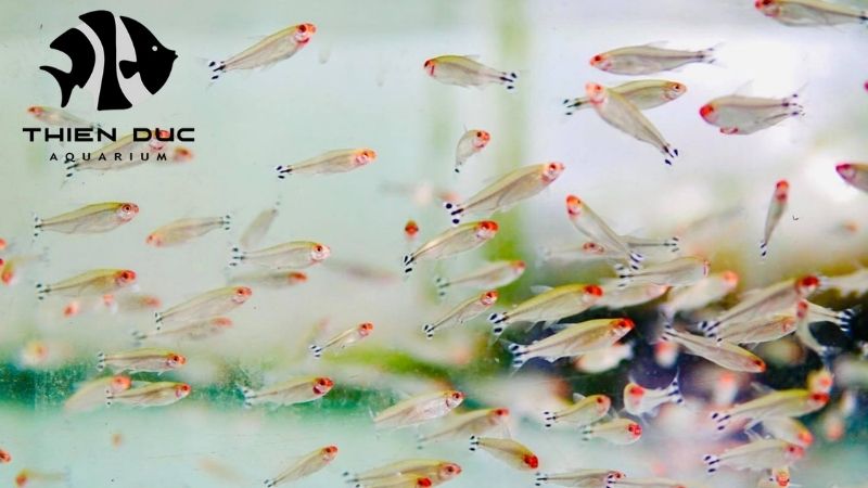 air freight forwarding process