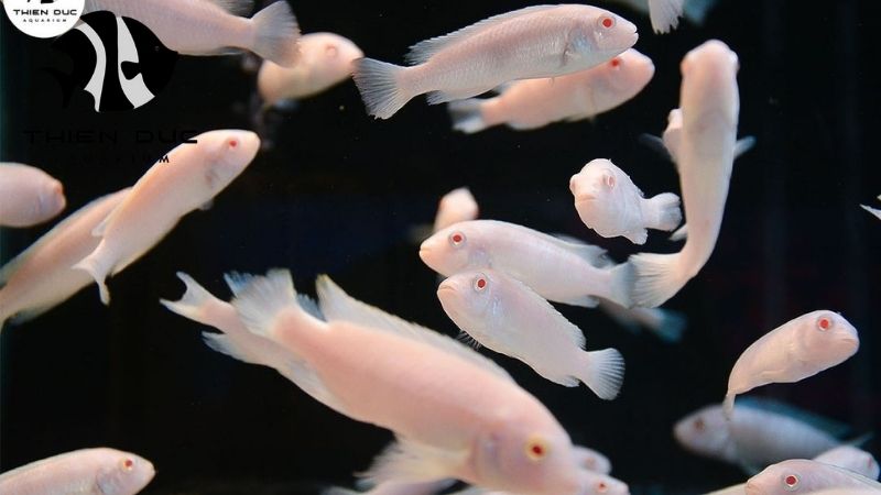 air freight forwarding process