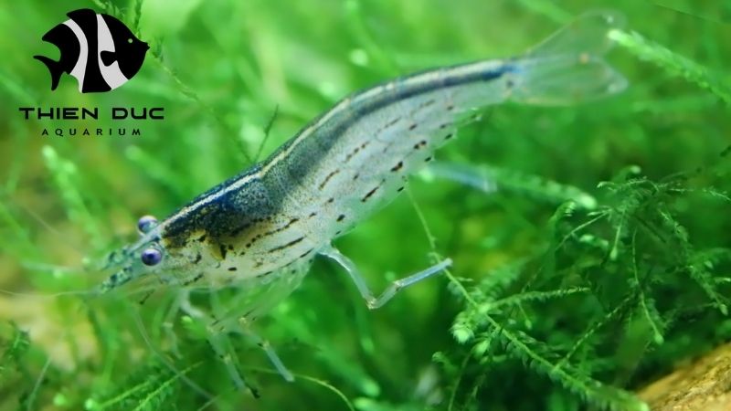 Amano shrimp exporter