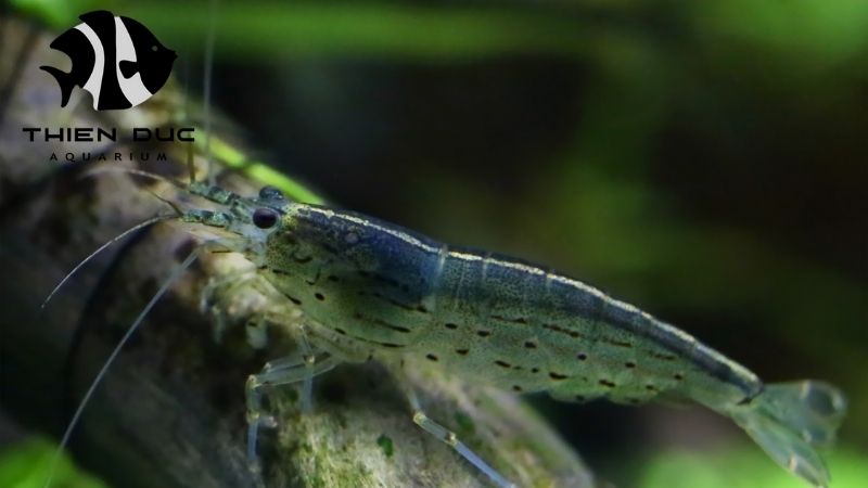 Amano shrimp exporter