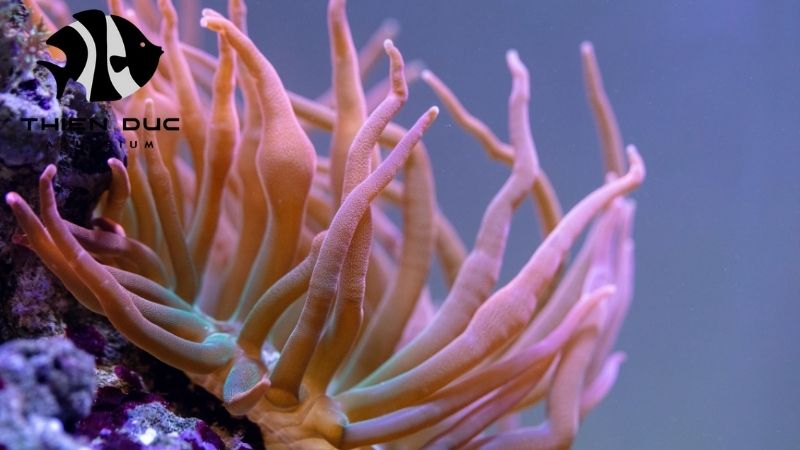 Anemones for reef tanks