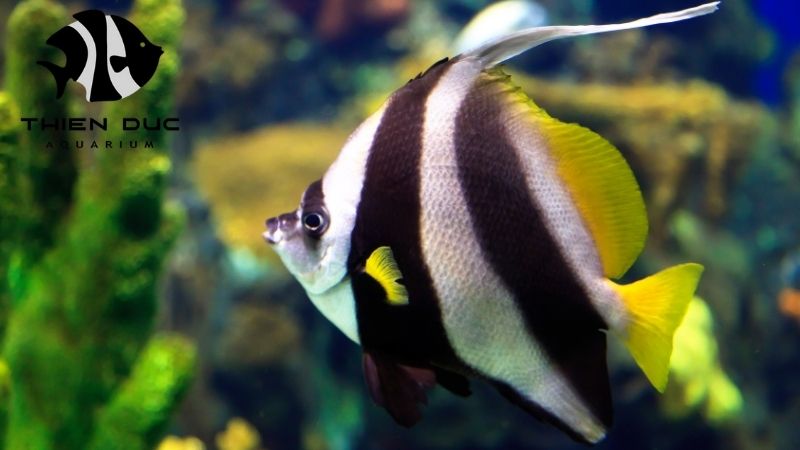 Angel Fish Bulk