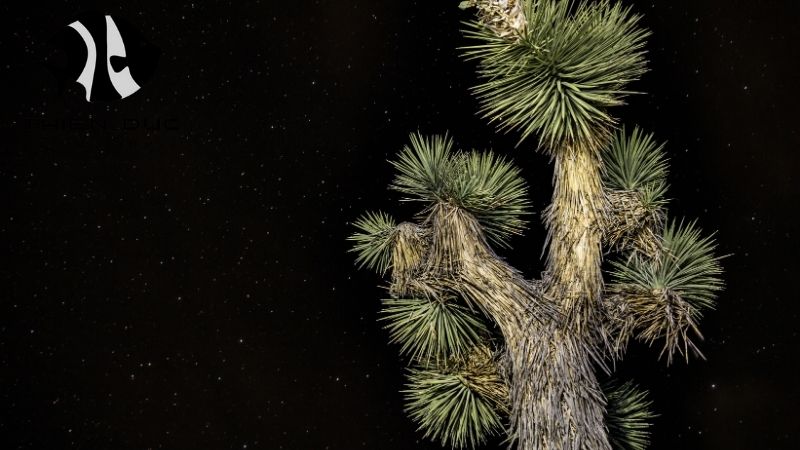 Flowerhorn cichlid exporter