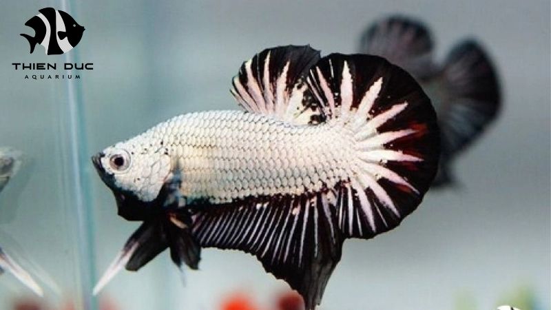 Aquarium fish acclimatization guide