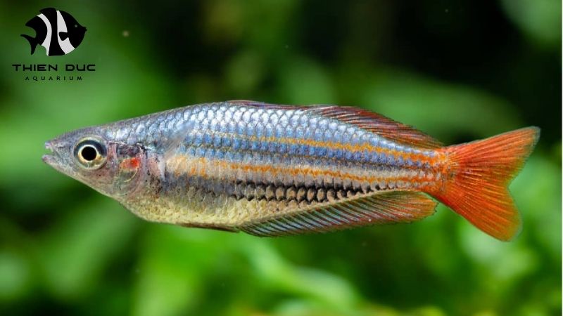Aquarium fish acclimatization guide