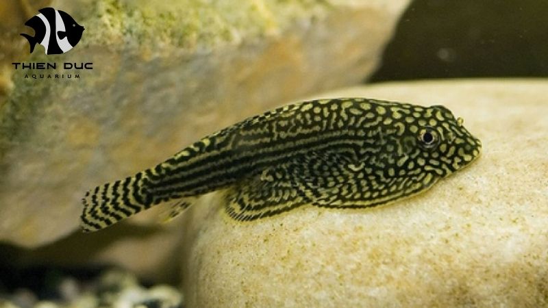 Aquarium Fish Export License Vietnam